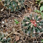 Cactus - Seasonal Beautiful Flowers of Darjeeling