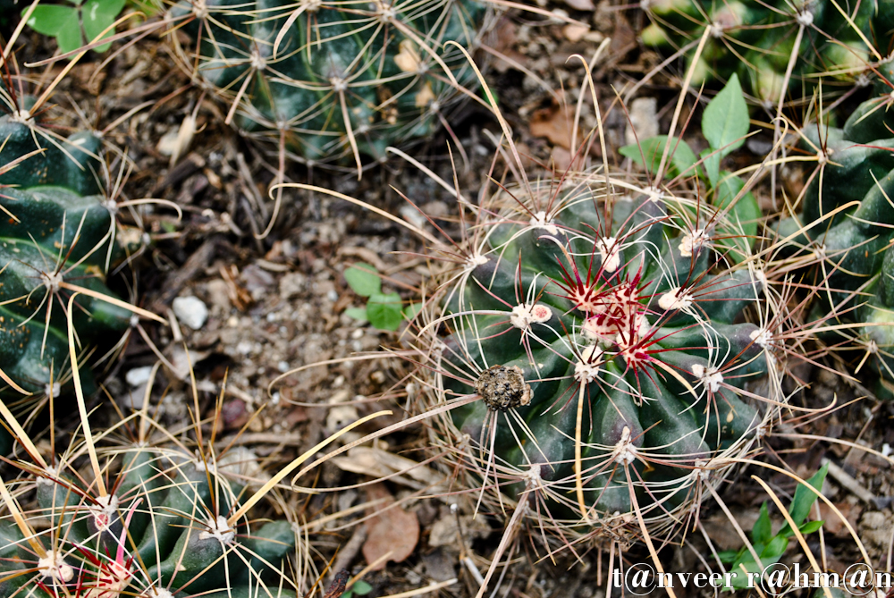 #Cactus – Seasonal Beautiful Flowers of Darjeeling