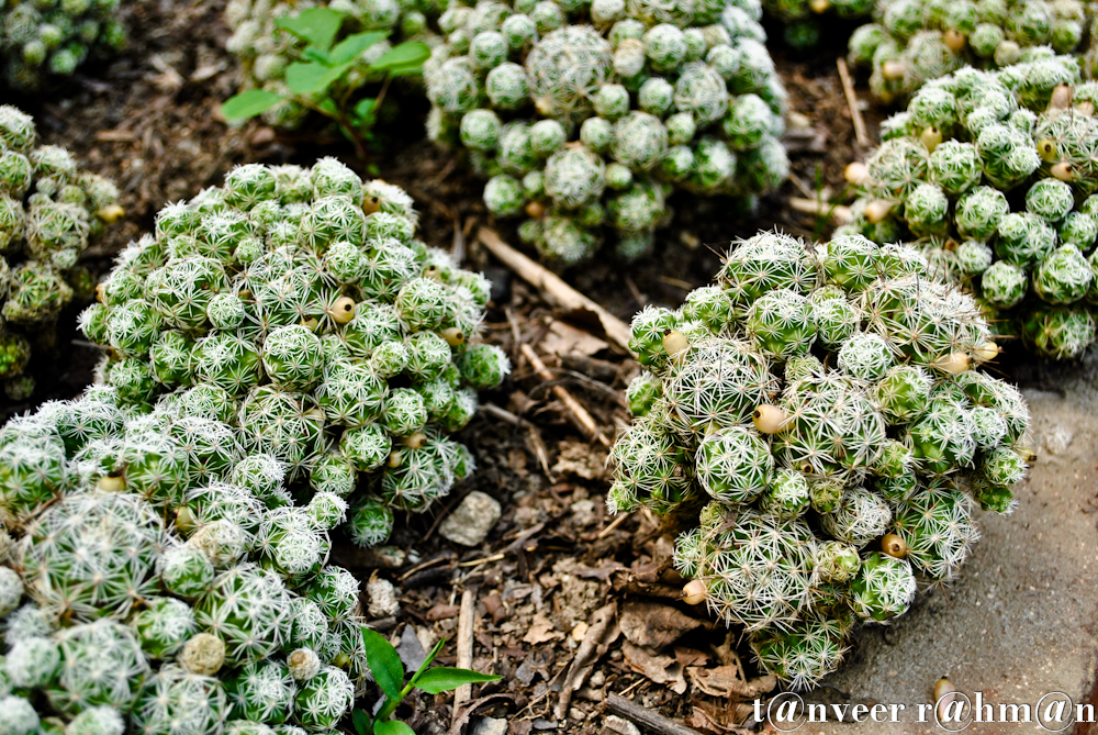 #Cactus – Seasonal Beautiful Flowers of Darjeeling