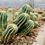 Cactus - Seasonal Beautiful Flowers of Darjeeling