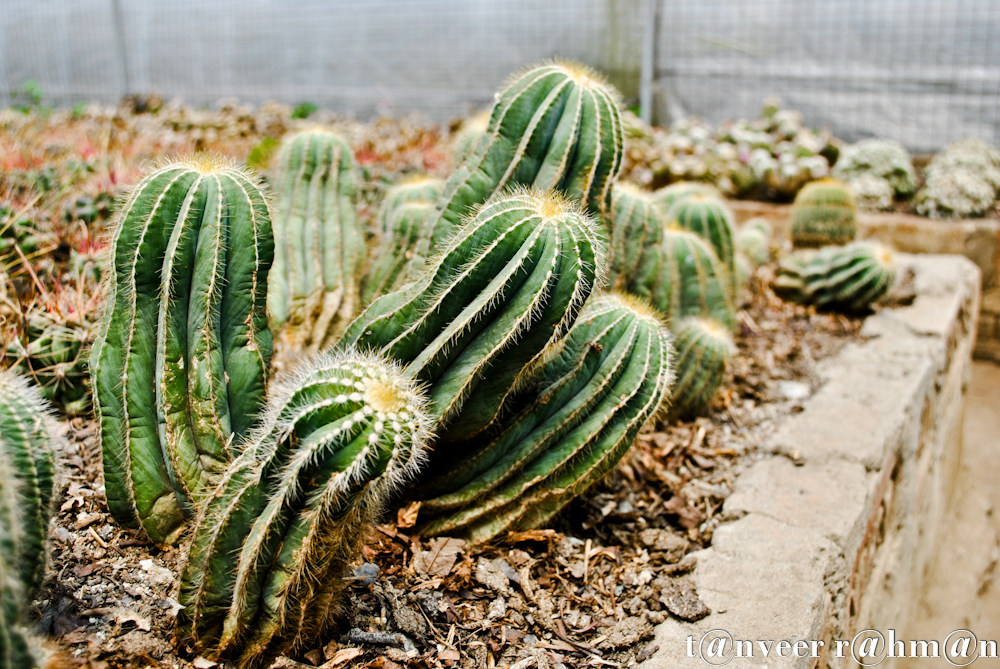 #Cactus – Seasonal Beautiful Flowers of Darjeeling