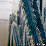 Cactus - Seasonal Beautiful Flowers of Darjeeling