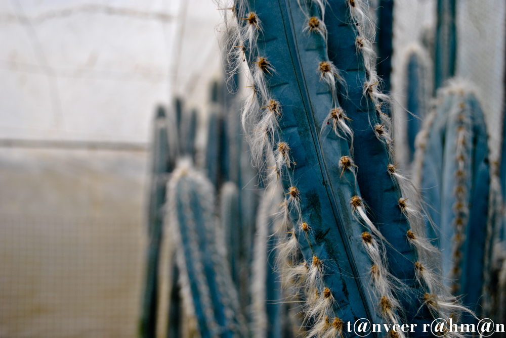 #Cactus – Seasonal Beautiful Flowers of Darjeeling