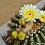 Cactus in bloom - Seasonal Beautiful Flowers of Darjeeling