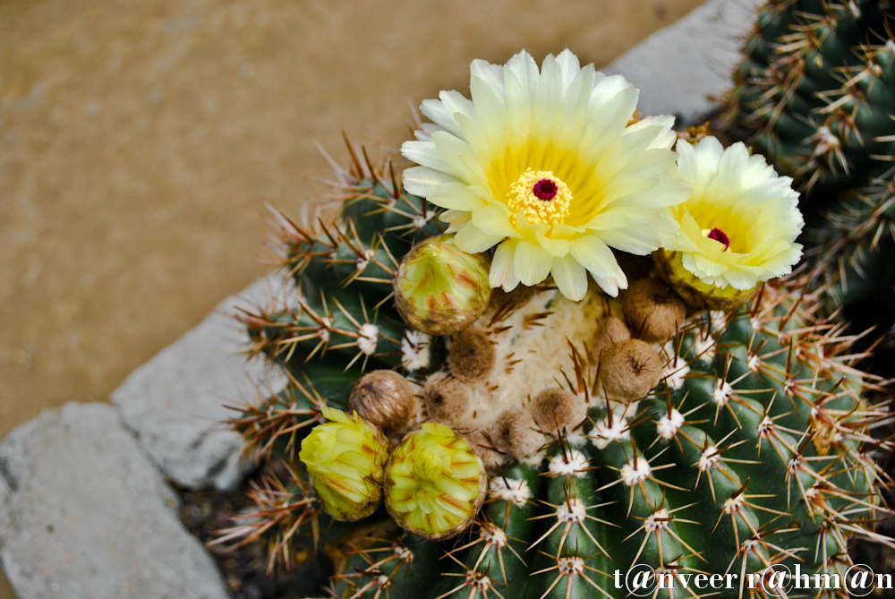 #Cactus in bloom – Seasonal Beautiful Flowers of Darjeeling