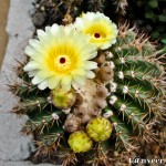Cactus in bloom - Seasonal Beautiful Flowers of Darjeeling