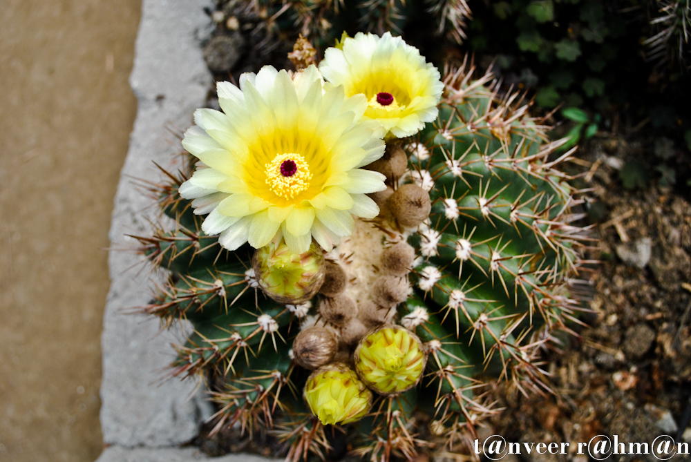 #Cactus in bloom – Seasonal Beautiful Flowers of Darjeeling