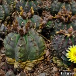 Cactus in bloom - Seasonal Beautiful Flowers of Darjeeling