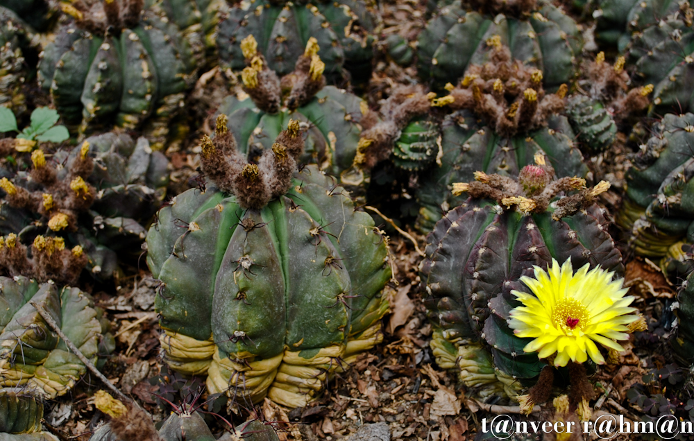 #Cactus in bloom – Seasonal Beautiful Flowers of Darjeeling