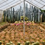 Cactus in bloom - Seasonal Beautiful Flowers of Darjeeling