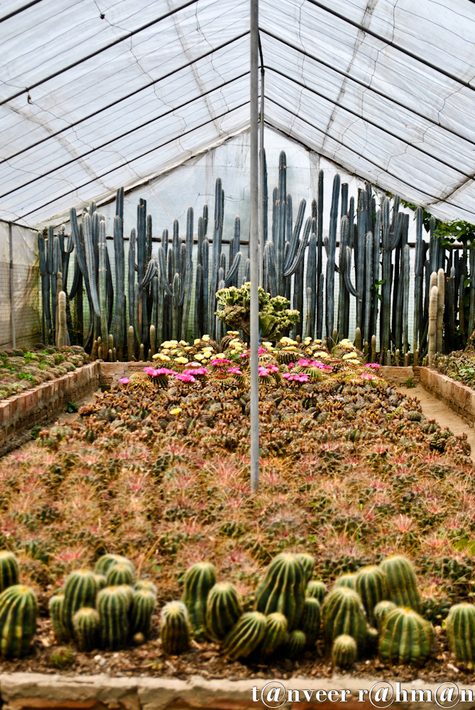 #Cactus in bloom – Seasonal Beautiful Flowers of Darjeeling