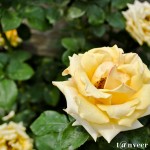 Yellow Rose - Seasonal Beautiful Flowers of Darjeeling
