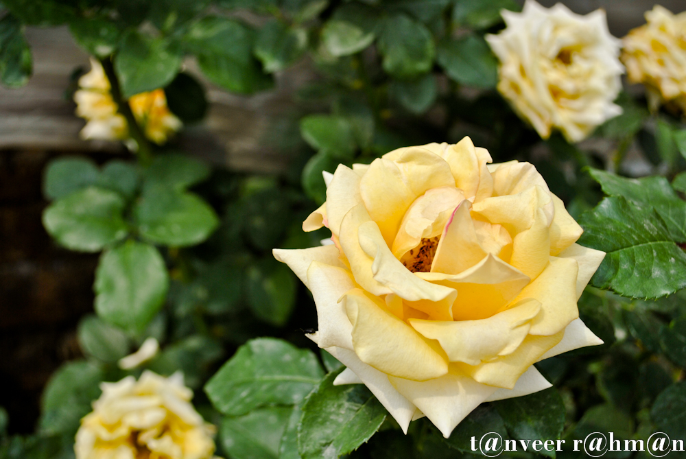 #Yellow Rose – Seasonal Beautiful Flowers of Darjeeling