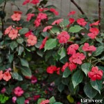 Impatiens - Seasonal Beautiful Flowers of Darjeeling