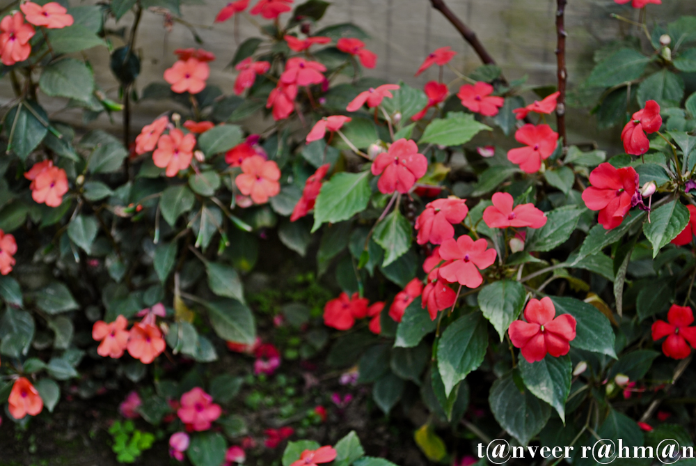 #Impatiens – Seasonal Beautiful Flowers of Darjeeling