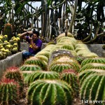 Cactus in bloom - Seasonal Beautiful Flowers of Darjeeling