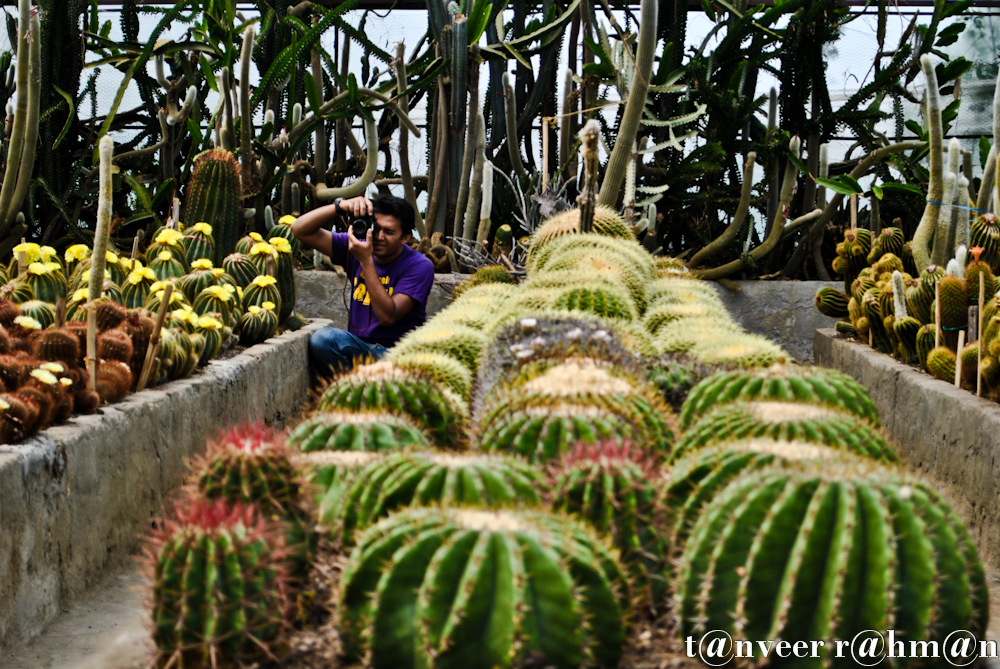 #Cactus in bloom – Seasonal Beautiful Flowers of Darjeeling