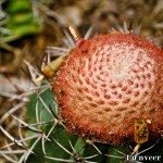 Cactus in bloom - Seasonal Beautiful Flowers of Darjeeling