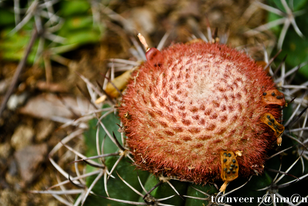 #Cactus in bloom – Seasonal Beautiful Flowers of Darjeeling