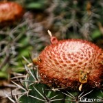 Cactus in bloom - Seasonal Beautiful Flowers of Darjeeling