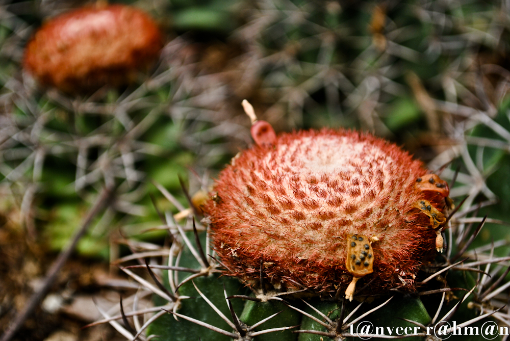 #Cactus in bloom – Seasonal Beautiful Flowers of Darjeeling