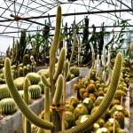 Cactus - Seasonal Beautiful Flowers of Darjeeling