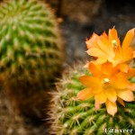 Cactus in bloom - Seasonal Beautiful Flowers of Darjeeling