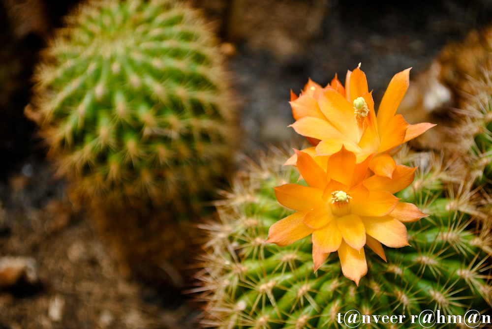 #Cactus in bloom – Seasonal Beautiful Flowers of Darjeeling