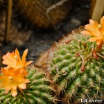 Cactus in bloom - Seasonal Beautiful Flowers of Darjeeling