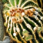 Cactus in bloom - Seasonal Beautiful Flowers of Darjeeling