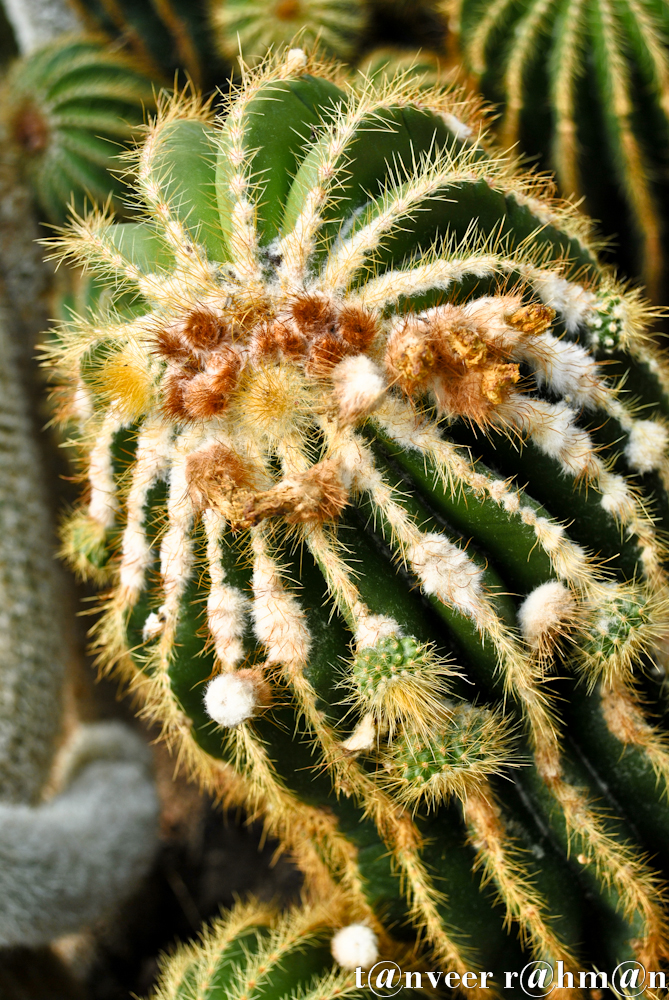 #Cactus in bloom – Seasonal Beautiful Flowers of Darjeeling