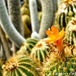 Cactus in bloom - Seasonal Beautiful Flowers of Darjeeling