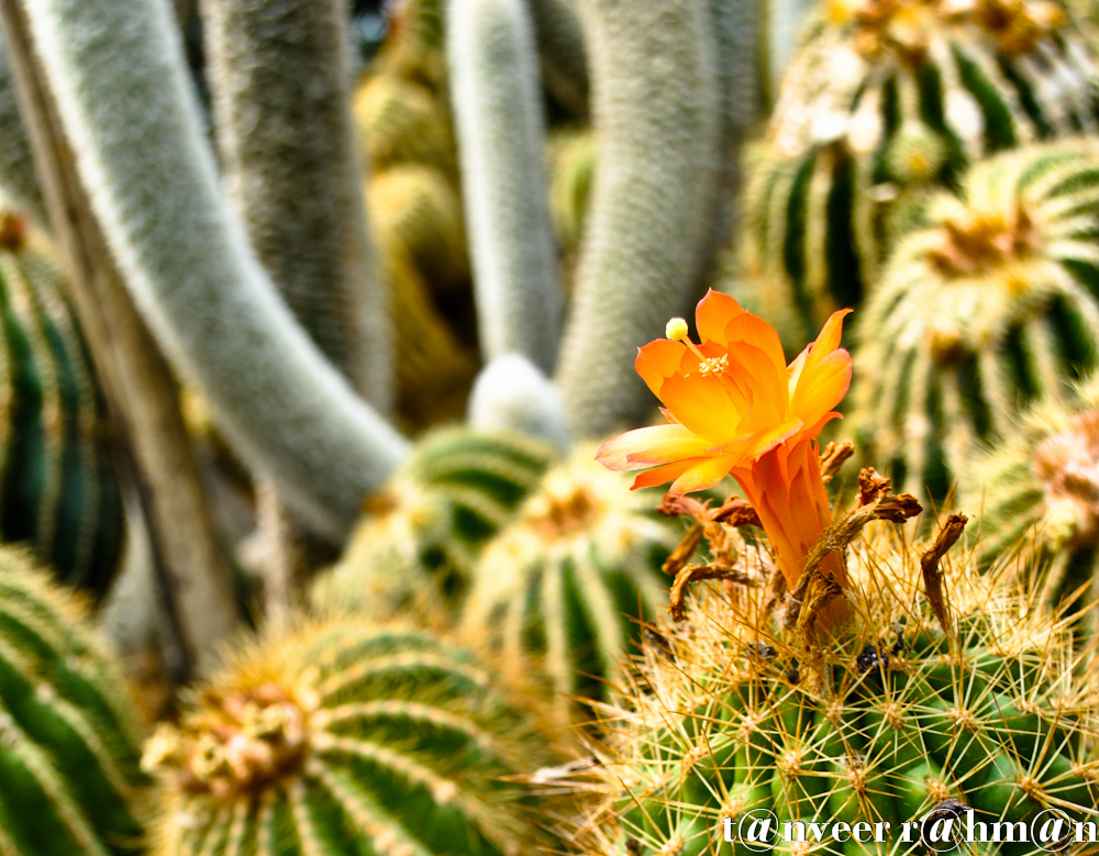 #Cactus in bloom – Seasonal Beautiful Flowers of Darjeeling