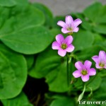 Oxalis - Seasonal Beautiful Flowers of Darjeeling