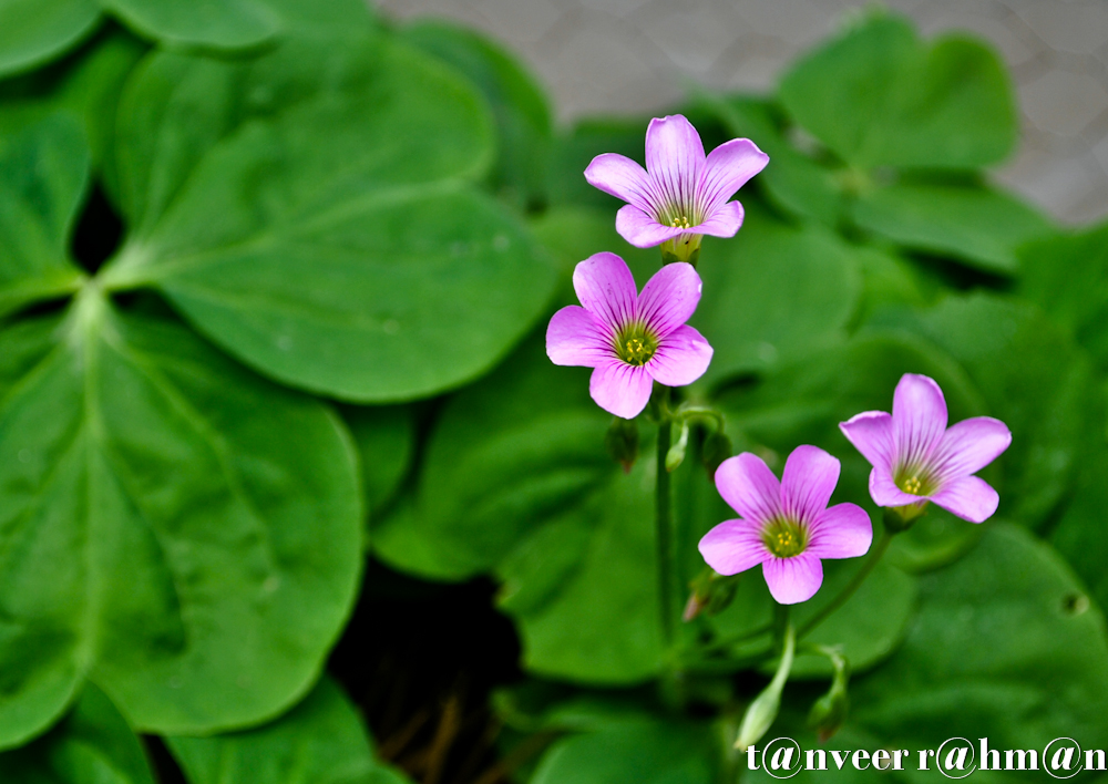 #Oxalis – Seasonal Beautiful Flowers of Darjeeling