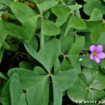 Oxalis - Seasonal Beautiful Flowers of Darjeeling