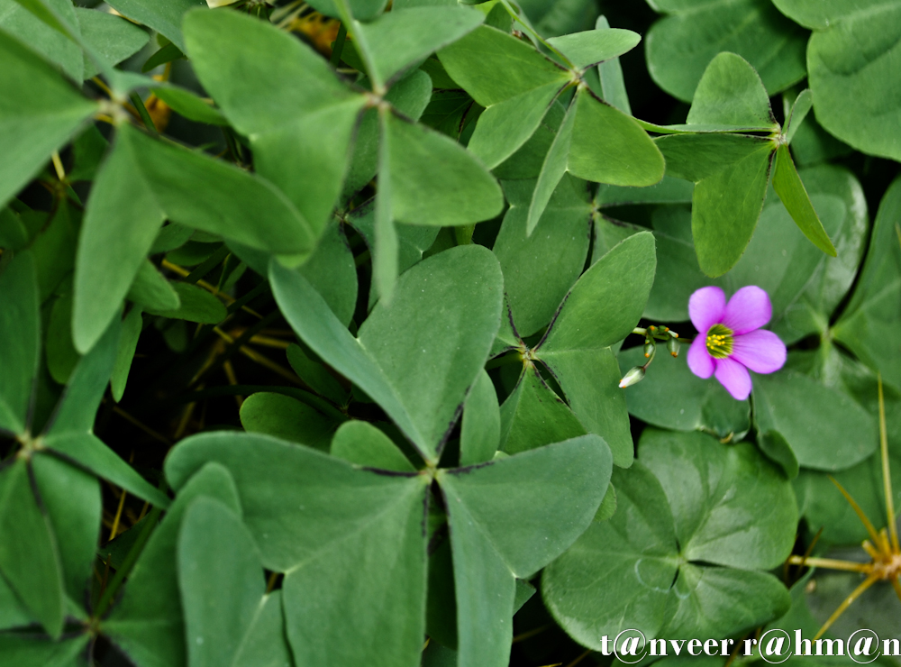 #Oxalis – Seasonal Beautiful Flowers of Darjeeling