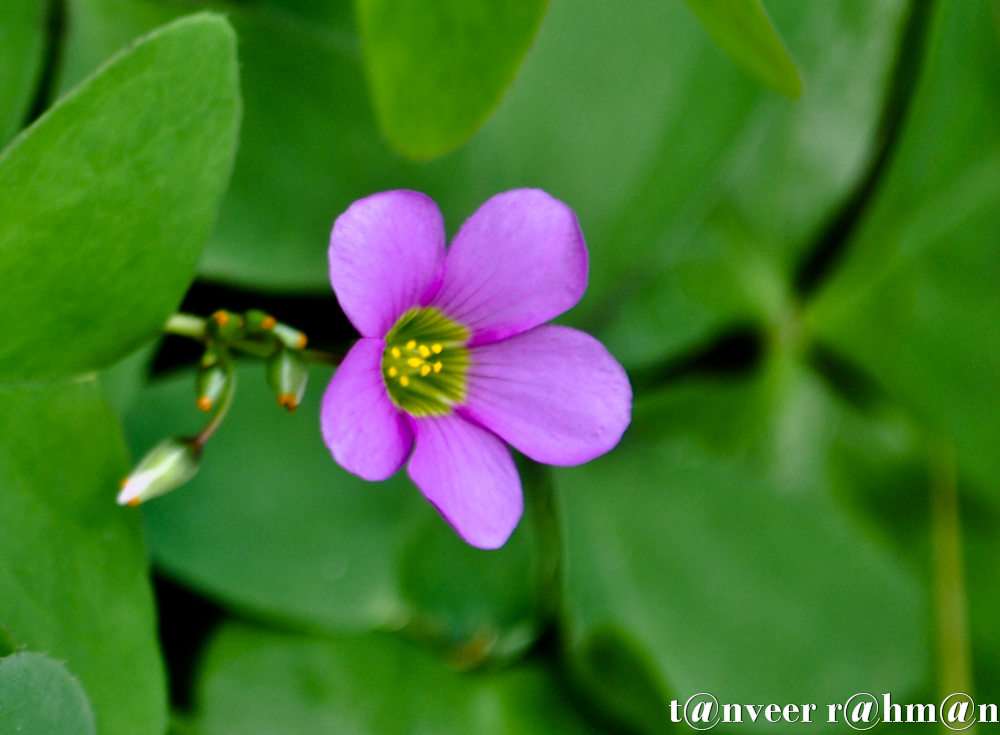 #Oxalis – Seasonal Beautiful Flowers of Darjeeling