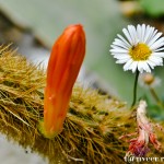 Daisy - Seasonal Beautiful Flowers of Darjeeling