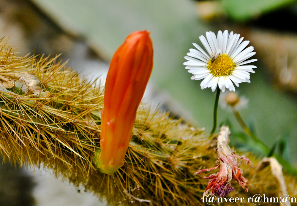 #Daisy – Seasonal Beautiful Flowers of Darjeeling