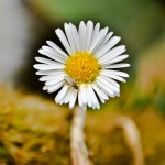 Daisy - Seasonal Beautiful Flowers of Darjeeling