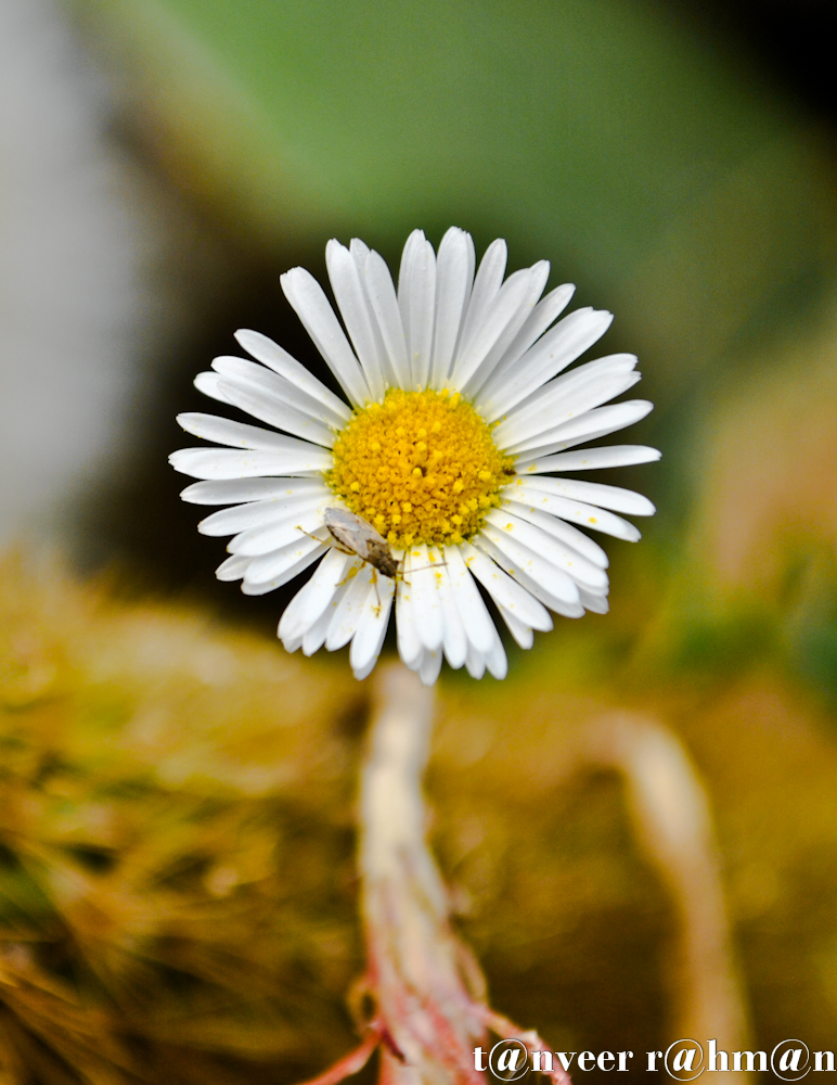 #Daisy – Seasonal Beautiful Flowers of Darjeeling