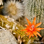 Cactus in bloom - Seasonal Beautiful Flowers of Darjeeling