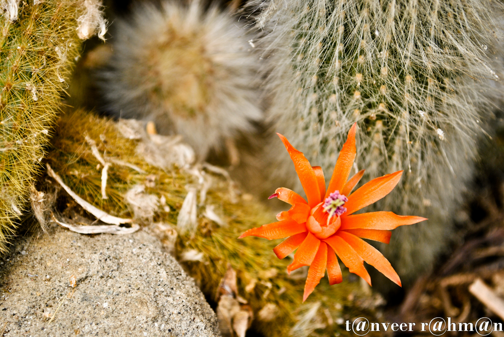 #Cactus in bloom – Seasonal Beautiful Flowers of Darjeeling