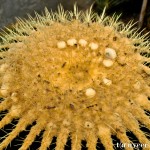 Cactus in bloom - Seasonal Beautiful Flowers of Darjeeling