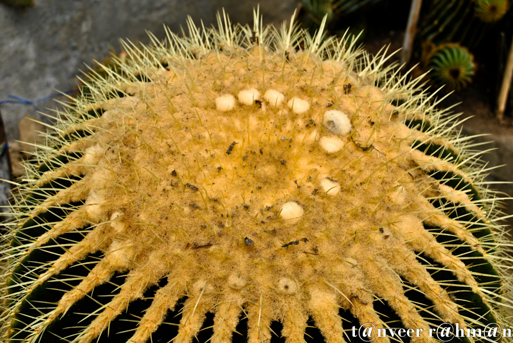 #Cactus in bloom – Seasonal Beautiful Flowers of Darjeeling