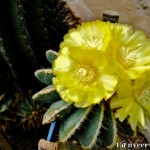 Cactus in bloom - Seasonal Beautiful Flowers of Darjeeling