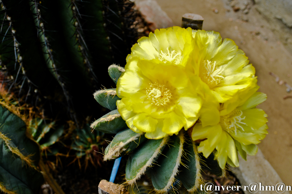 #Cactus in bloom – Seasonal Beautiful Flowers of Darjeeling