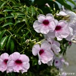 Beautyful Flower - Seasonal Beautiful Flowers of Darjeeling