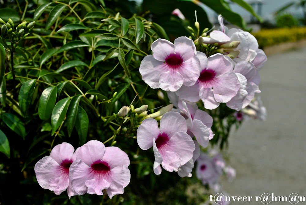 #Beautyful Flower – Seasonal Beautiful Flowers of Darjeeling